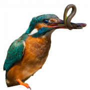 Gambar png kingfisher umum