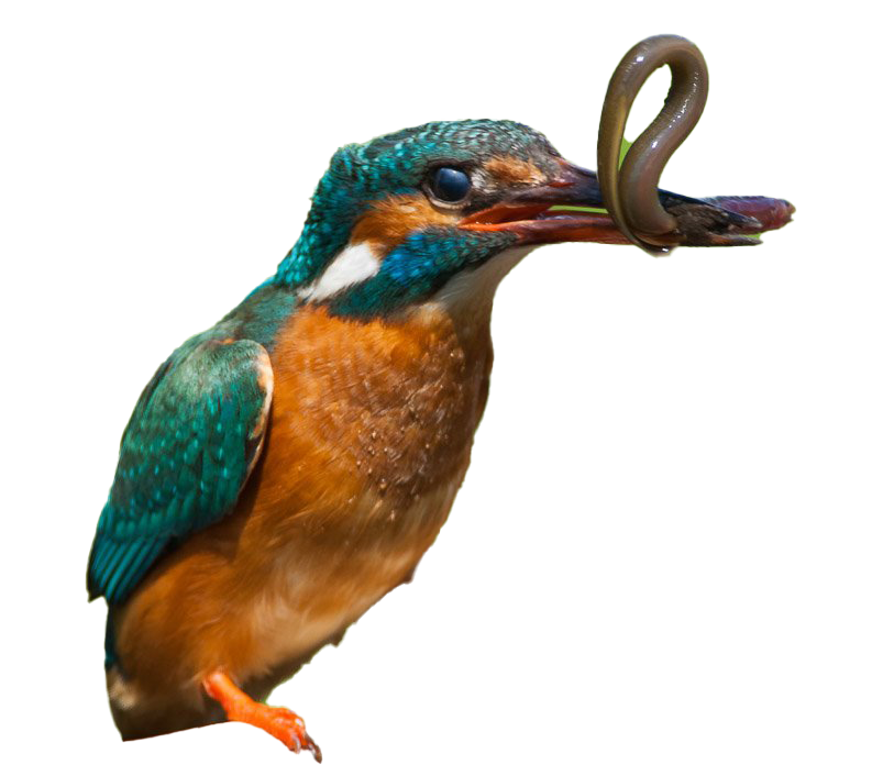 ภาพ PNG ของ Kingfisher ทั่วไป