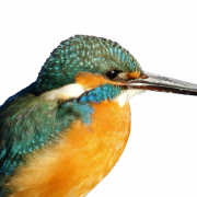 Foto png kingfisher umum