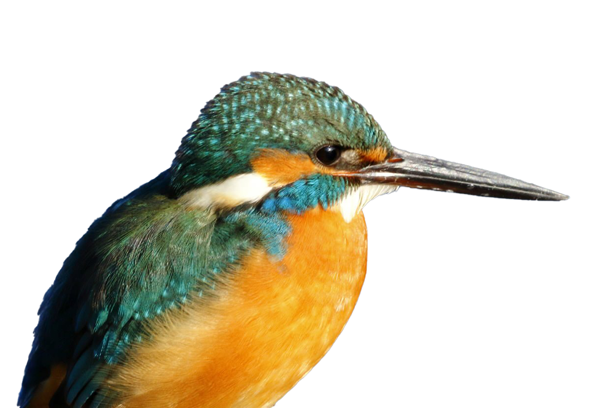 รูปภาพ Kingfisher PNG ทั่วไป