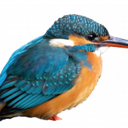 Pic png kingfisher umum