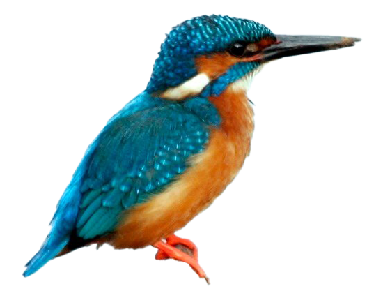 รูปภาพ PNG ของ Kingfisher ทั่วไป