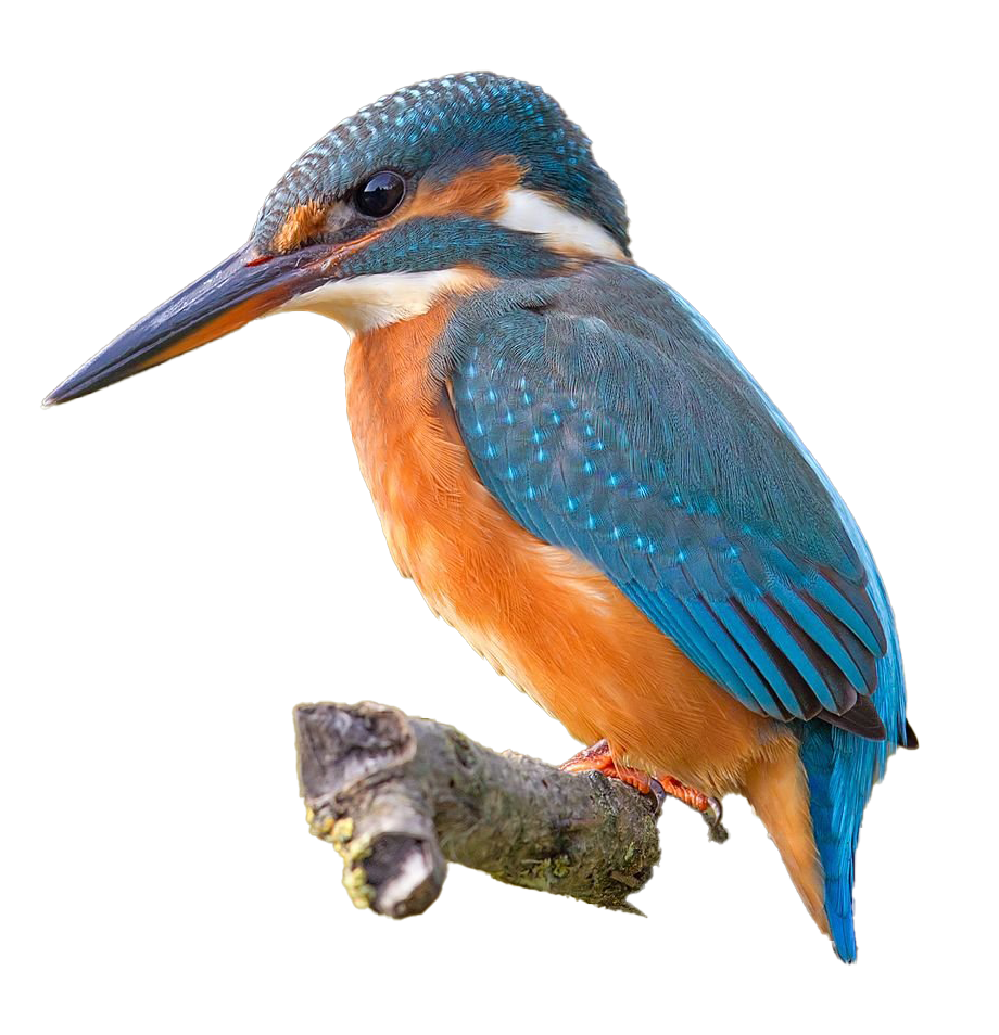 Common Kingfisher Png Png All Png All