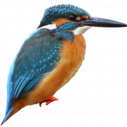 Kingfisher umum transparan