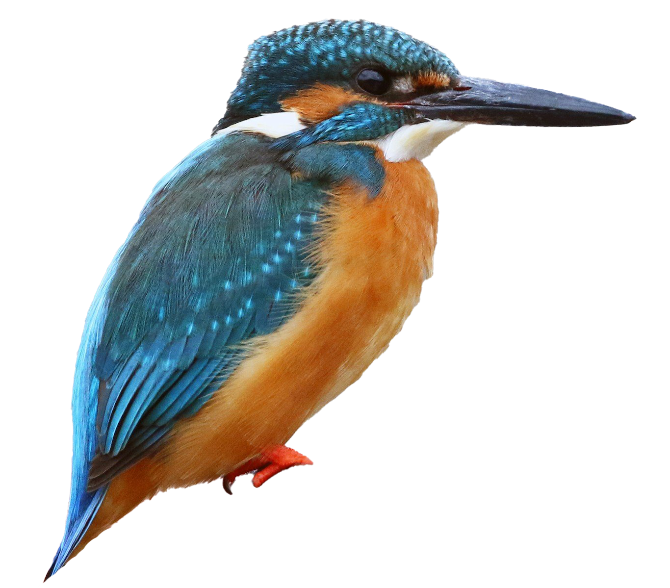 Kingfisher bird free stock png