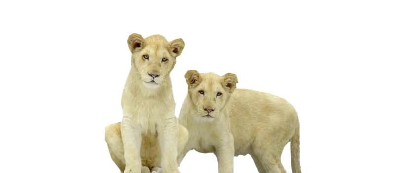 Cute Lion Cub PNG Free Download