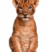 Transparan Lion Cub Lucu
