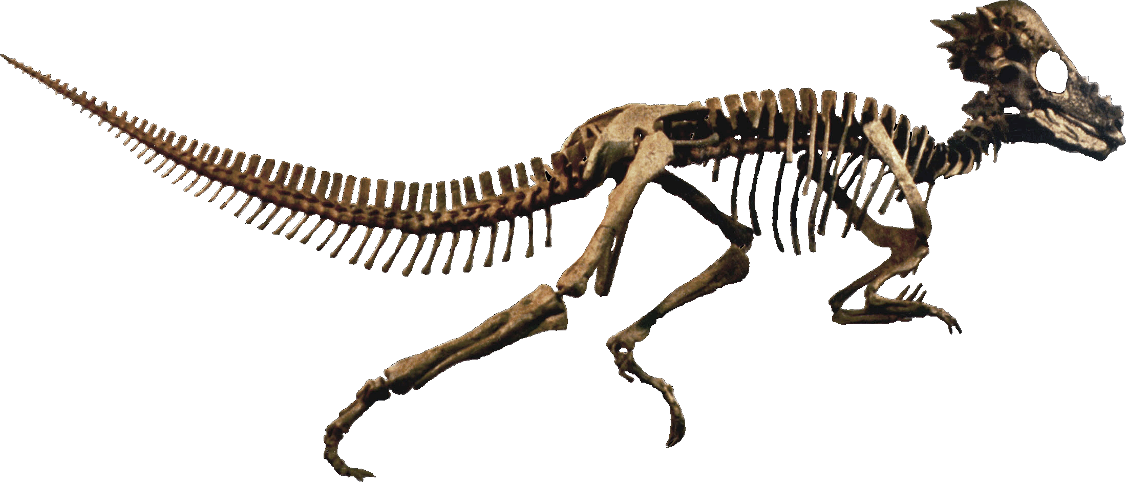 Dinozor kemikleri fosiller png hd görüntü
