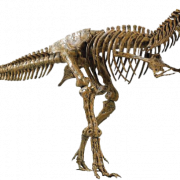 Dinozor kemikleri fosiller png yüksek kaliteli görüntü