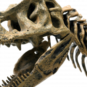 Dinozor kemikleri fosiller png görüntü hd