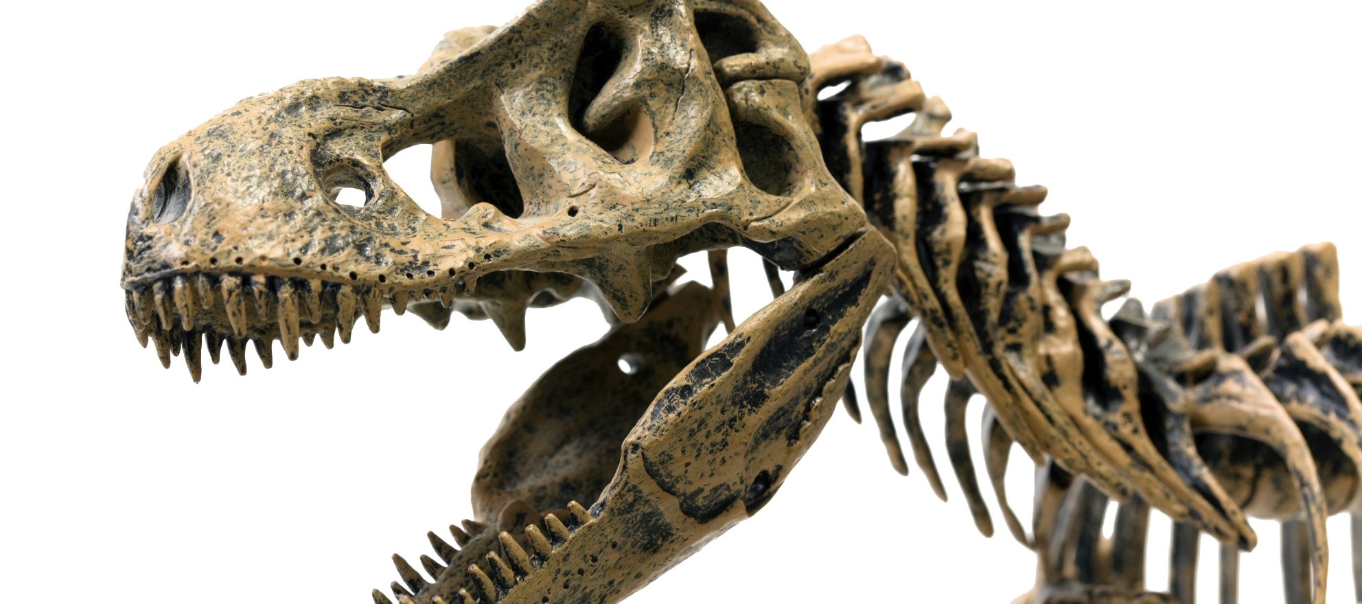 Dinozor kemikleri fosiller png görüntü hd