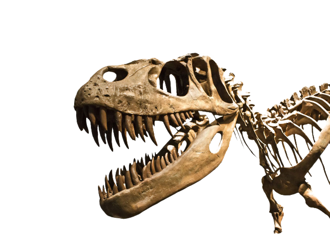 Dinozor kemikleri fosil png görüntüler