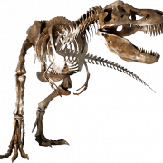 Dinozor kemikleri fosiller png şeffaf hd fotoğraf