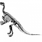 Dinozor kemikleri fosiller şeffaf