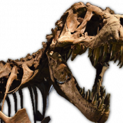 Dinozor kafa kemikleri fosiller