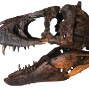 Dinozor kafa kemikleri fosiller png görüntüsü