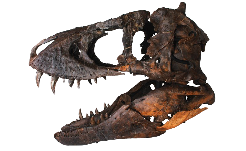 Dinozor kafa kemikleri fosiller png görüntüsü
