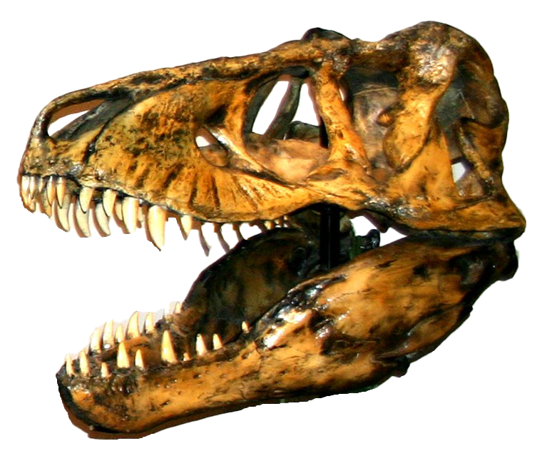 Dinozor kafa kemikleri fosil png