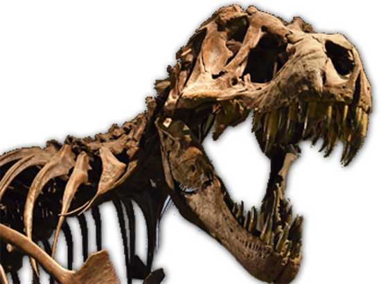 Dinozor kafa kemikleri fosiller