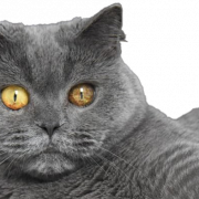 Fat British Shorthair Cat Png Descarga gratuita