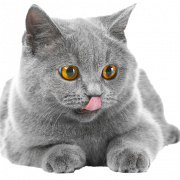 Fat British Shorthair Cat transparent