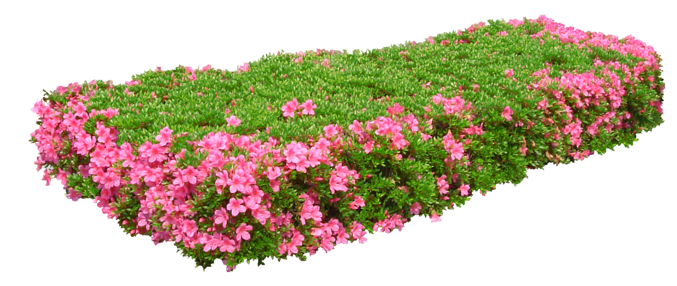 Цветочный сад PNG Скачать изображение