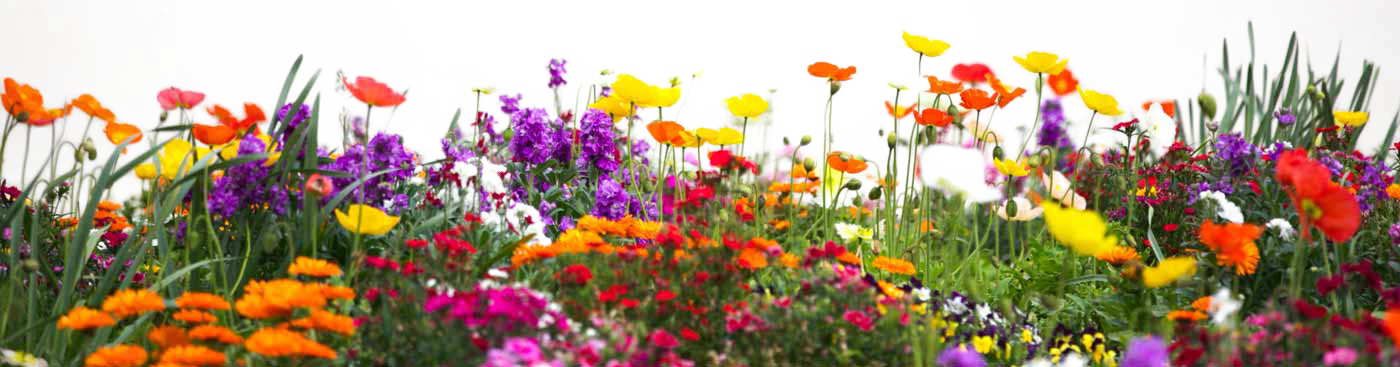 Цветочный сад файл PNG