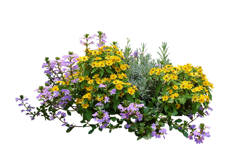 Çiçek Bahçesi PNG görüntüleri