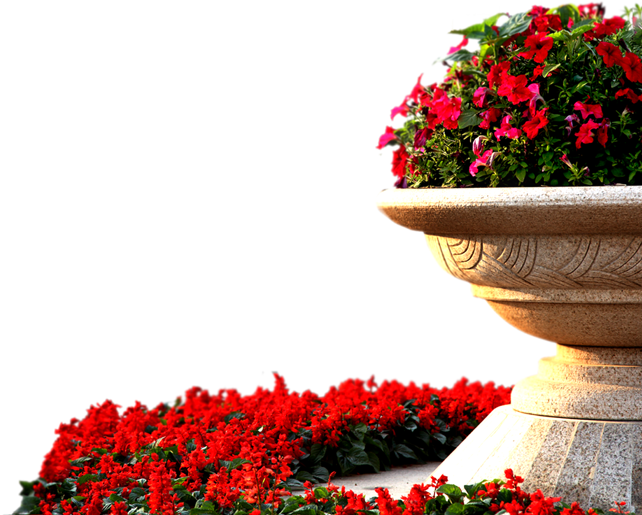 Цветочный сад PNG фото