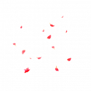 Pétales de fleurs PNG Image gratuite