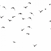 Flying Kawanan Burung PNG Download Image