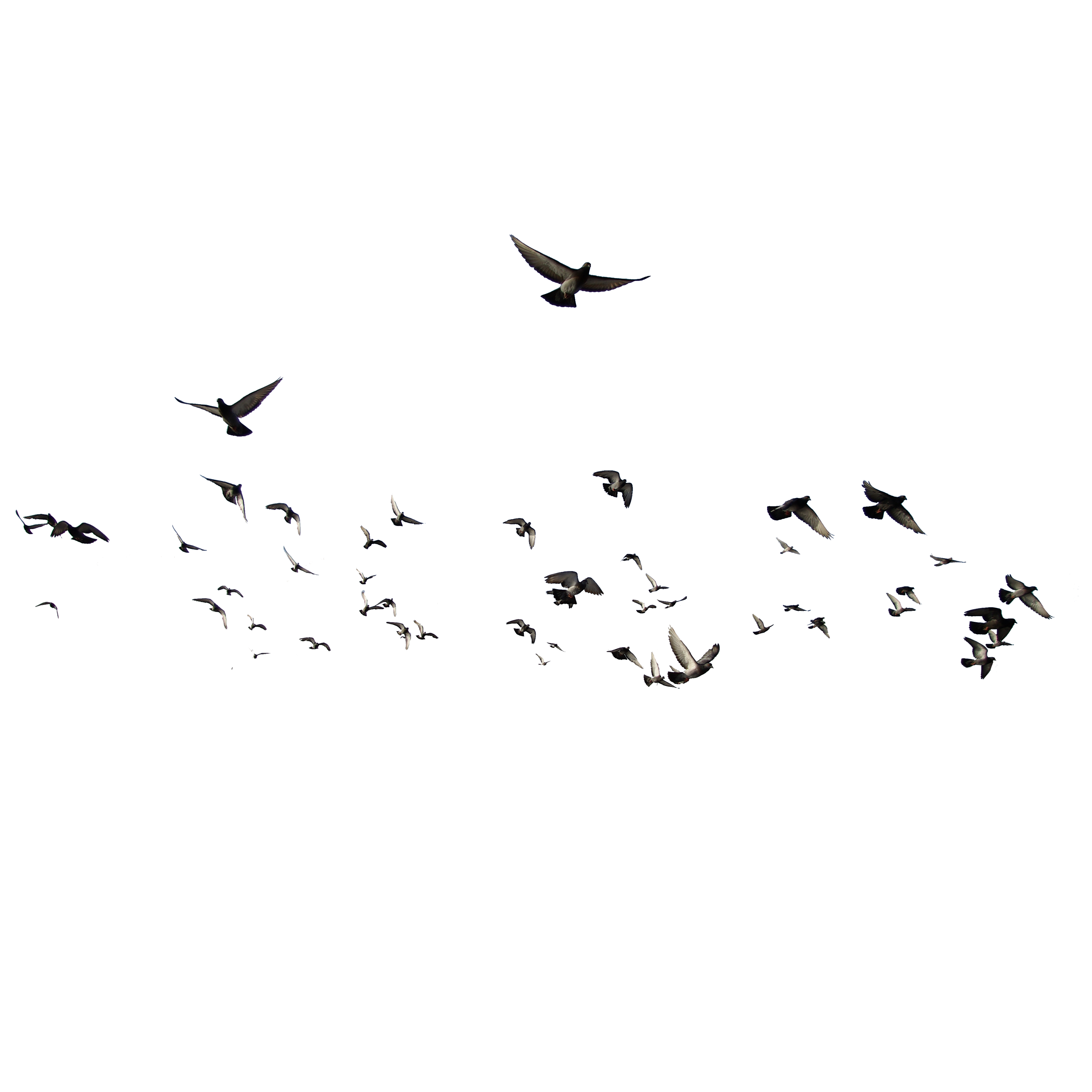 Flying Flock of Birds PNG File | PNG All