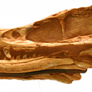 Fosiller png görüntüsü