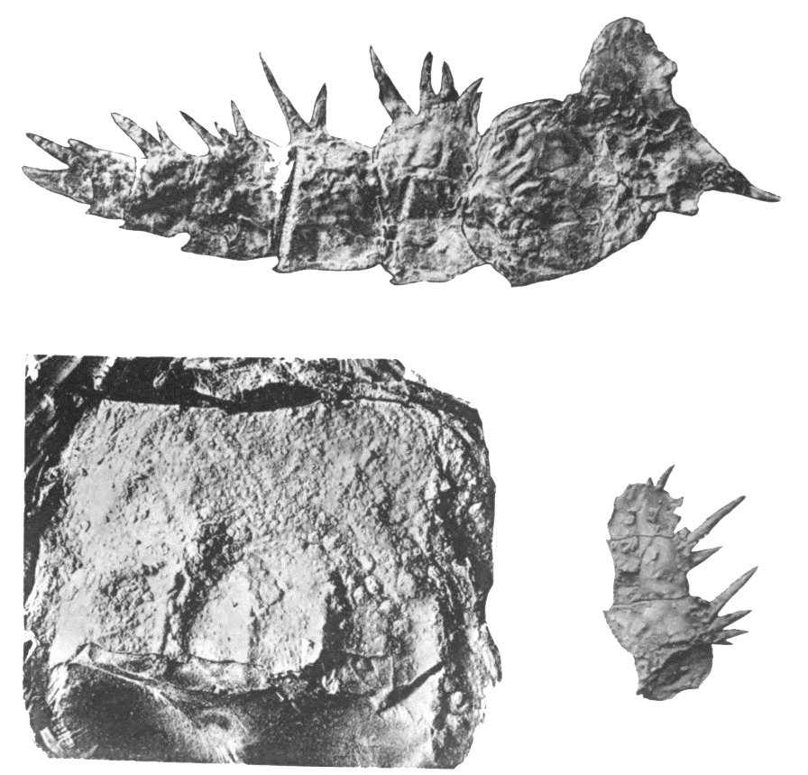 Fosiller png görüntüleri