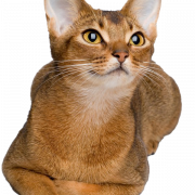 Golden abisiniano gato png clipart