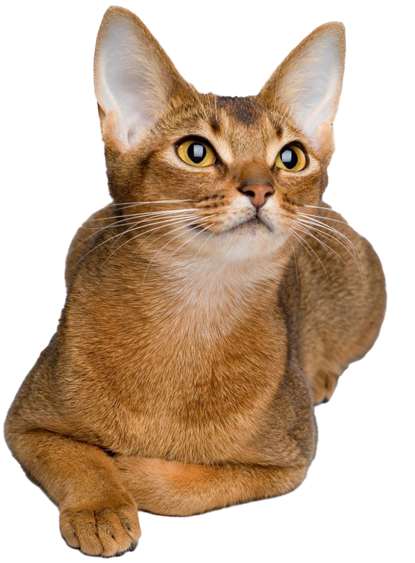 Golden abisiniano gato png clipart