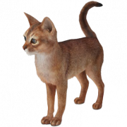 Golden Abyssinian Cat PNG تنزيل مجاني