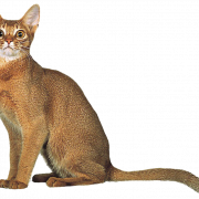 Golden Abissinian Cat Png Imagen gratis