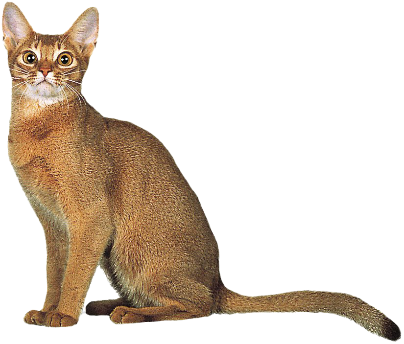 Golden Abissinian Cat Png Imagen gratis