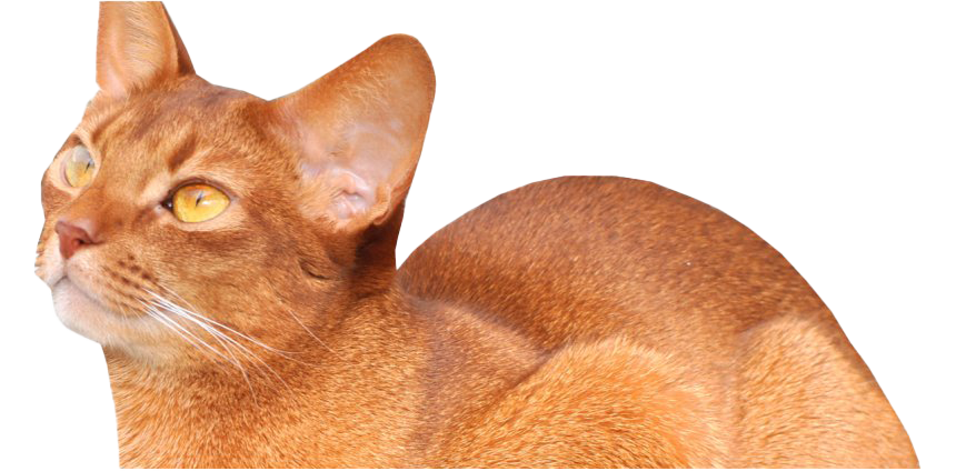 Golden abisiniano Cat Png Imagen