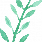 Yeşil Yaprak Png Dosyası