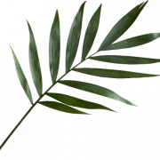Green Leaf PNG -afbeelding