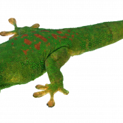 Green Lizard PNG Gratis download