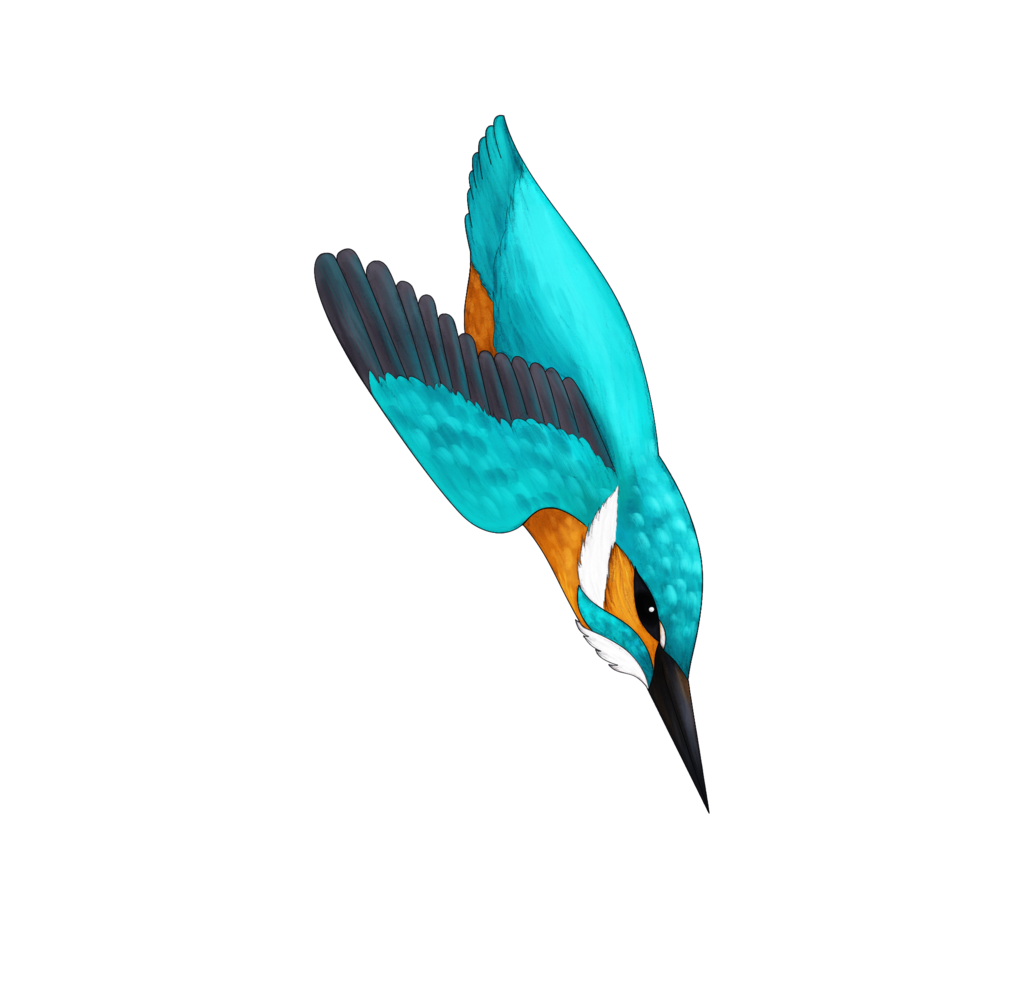 Kingfisher Bird Png ดาวน์โหลดฟรี