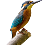Kingfisher Bird png gambar gratis