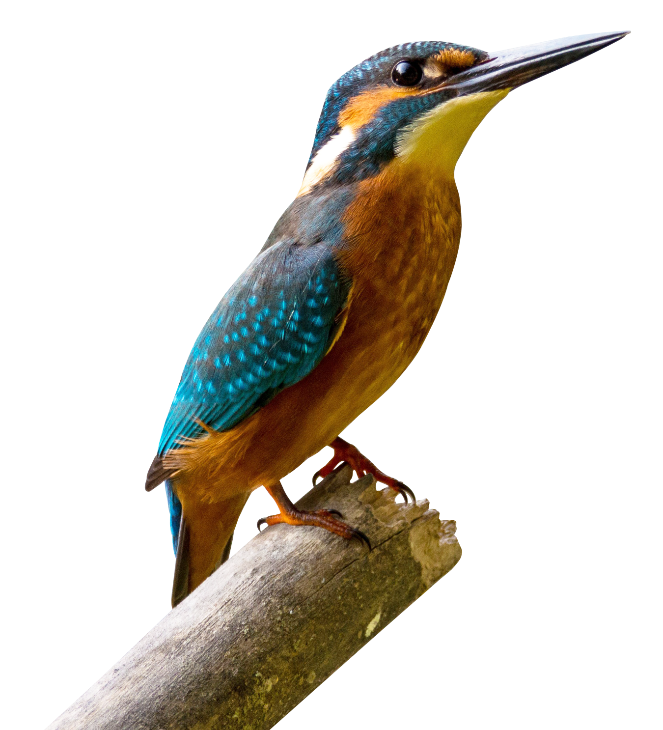 Kingfisher Bird Png รูปภาพฟรี