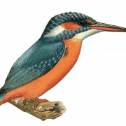 Gambar png burung kingfisher