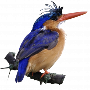 Gambar png burung kingfisher