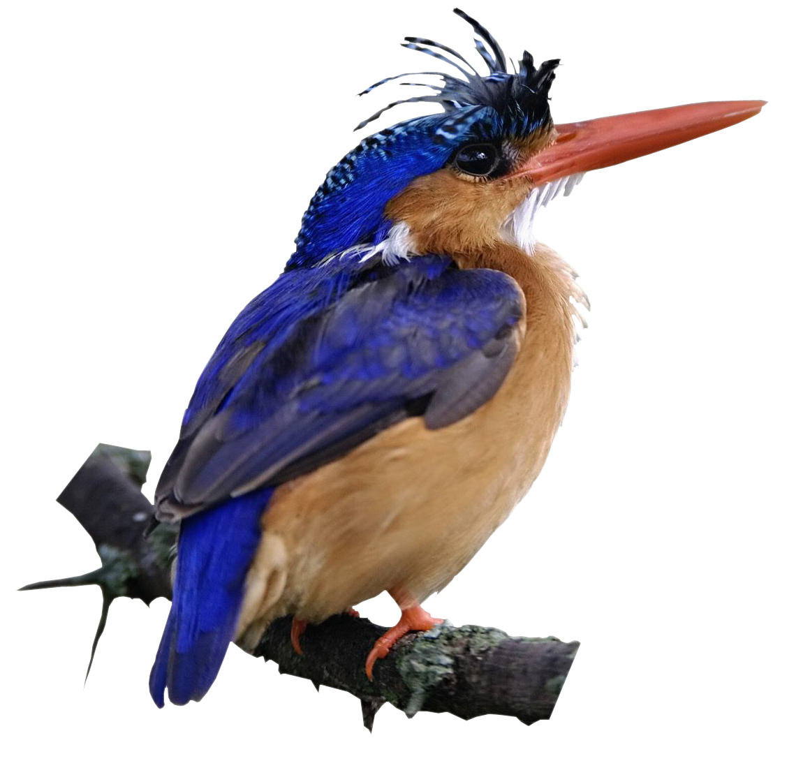 ภาพนก Kingfisher PNG