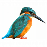 Kingfisher PNG Clipart
